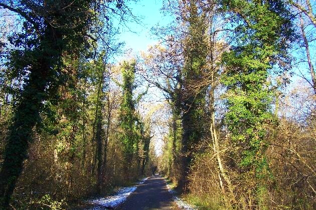 100_0249.jpg - Der Gießenweg im Naturschutzgebiet Taubergießen beim Europa-Park Rust