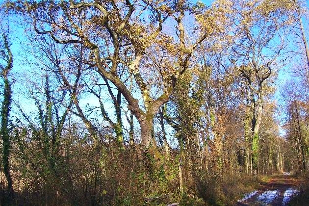 100_0250.jpg - Amerikanereiche auf dem Gießenweg im Naturschutzgebiet Taubergießen beim Europa-Park Rust