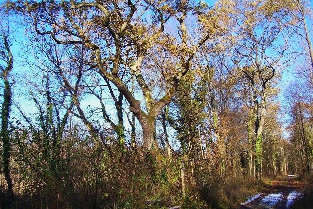 100_0250.jpg - Die 'Amerikanereiche': Um die Jarhundertwende Ausgangspunkt für Auswanderer in die USA 