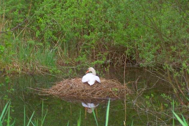 100_0701.jpg - Schwan beim Nisten