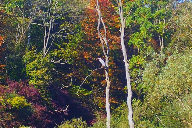 100_1332.JPG - Silberreiher auf Baumruine im herbstlichen Taubergießen