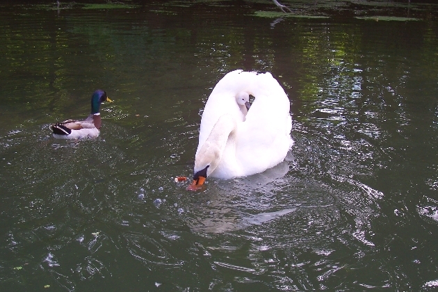 100_1637.JPG - Schwan mit Nachwuchs auf seinem Rücken