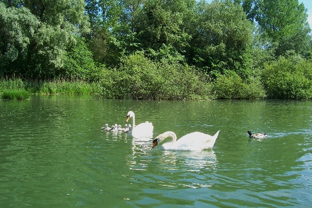 100_1655.JPG - Familie Schwan mit ihren Kleinen