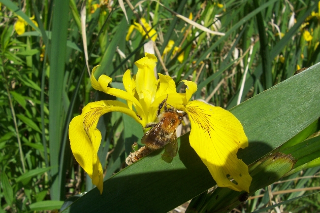 100_1659.JPG - Fleissig, fleissig unsere Bienen