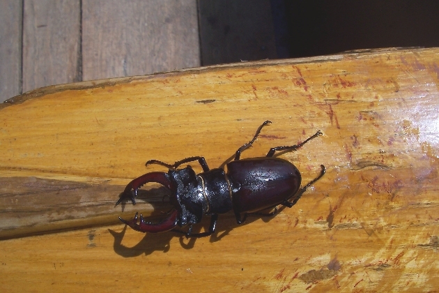 100_1663.JPG - Hirschkäfer auf Paddel im Boot