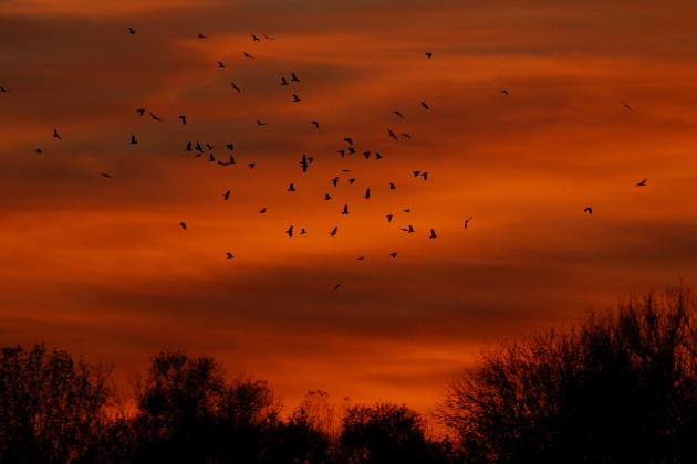 DSC_0036.JPG - Krähen und Dohlen suchen ihre Schlafbäume auf