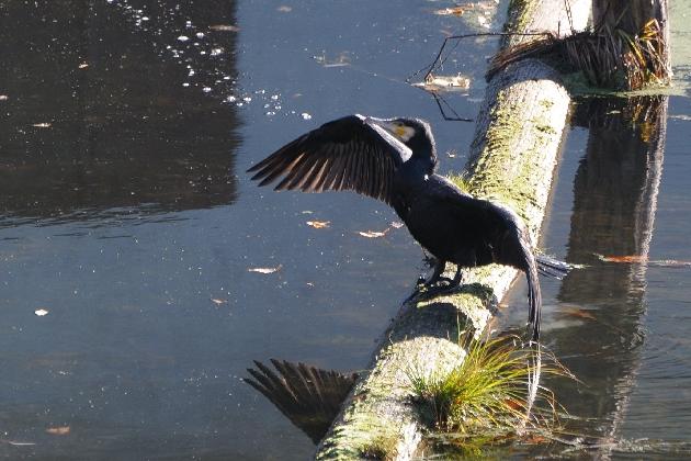 DSC_7051.JPG - Kormoran