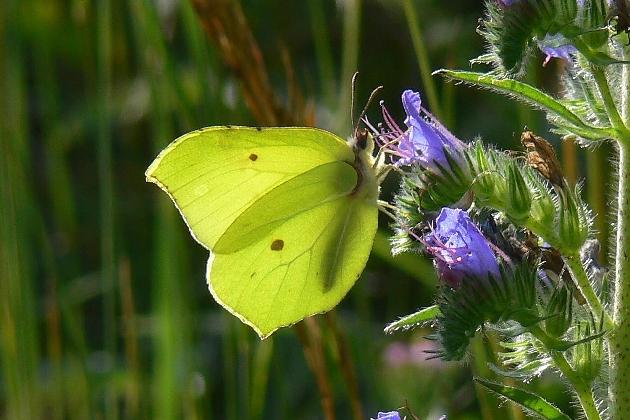 P1090590.JPG - Zitronenfalter (Gonepteryx rhamni) auf Blauem Natternkopf  (Echium vulgare), ein Borretschgewächs