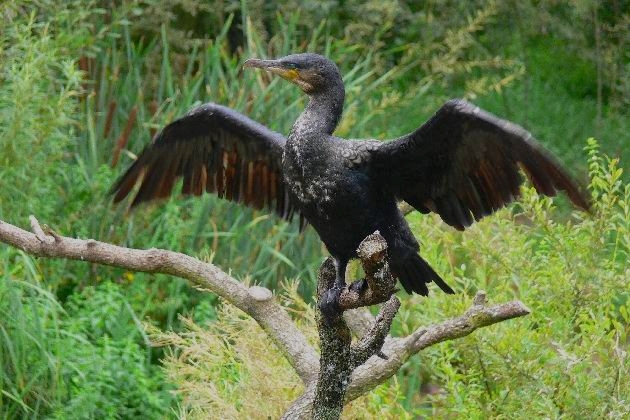 P1100095.JPG - Kormoran trocknet sein Gefieder