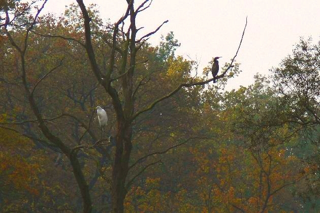 P1100315.JPG - Silberreiher und Kormoran