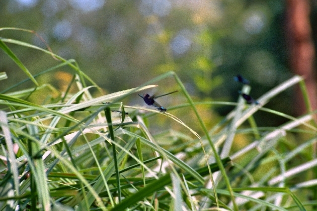 imm006_4A.jpg - Gebänderte Prachtlibellen