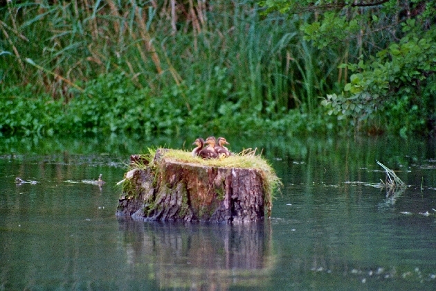 imm016_14A.jpg - Entenküken in geschütztem Nest mitten im Fluß