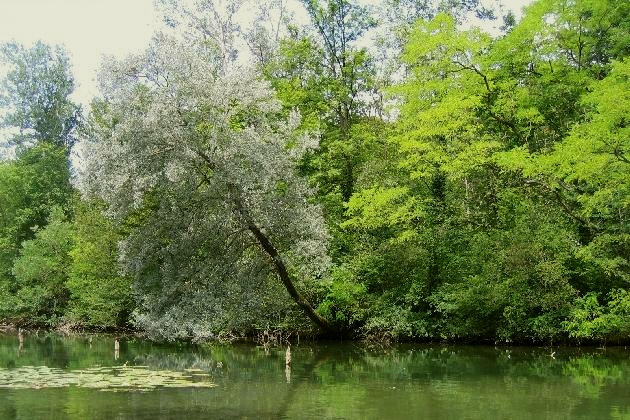 IMG_3841.JPG - Schief gewachsene Silberpappel mit Scheinakazien im Hintergrund