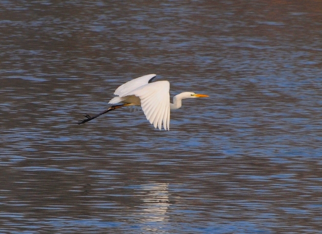 DSC_7623.JPG - Silberreiher bei der Mahlzeit im Naturschutzgebiet Taubergießen