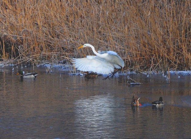 DSC_7634.JPG - Silberreiher bei der Mahlzeit im Naturschutzgebiet Taubergießen