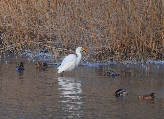 DSC_7658.JPG - Silberreiher bei der Mahlzeit im Naturschutzgebiet Taubergießen