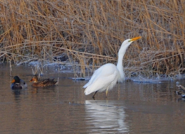 DSC_7660.JPG - Silberreiher bei der Mahlzeit im Naturschutzgebiet Taubergießen