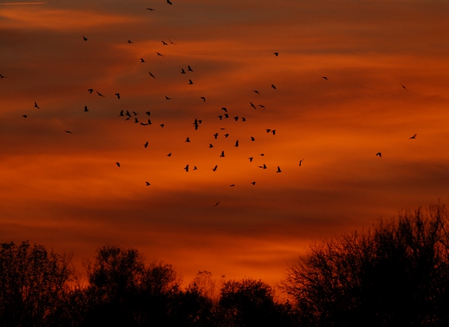 DSC_0036.JPG - Krähen und Dohlen suchen ihre Schlafbäume auf