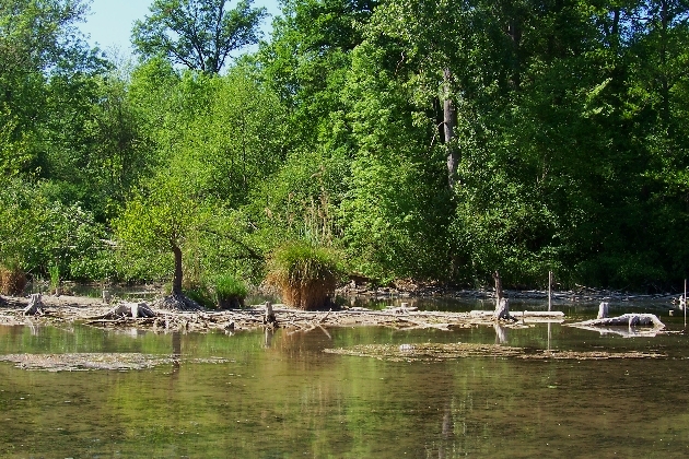 100_1591.JPG - Frühling im Naturschutzgebiet Taubergießen beim Europa-Park Rust