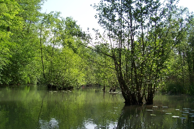 100_1593.JPG - Frühling im Naturschutzgebiet Taubergießen beim Europa-Park Rust