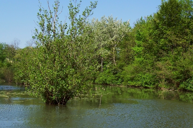 100_1594.JPG - Frühling im Naturschutzgebiet Taubergießen beim Europa-Park Rust