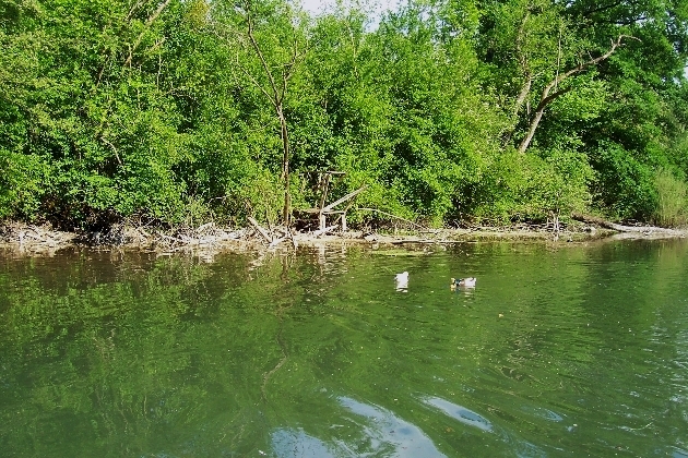 100_1595.JPG - Frühling im Naturschutzgebiet Taubergießen beim Europa-Park Rust