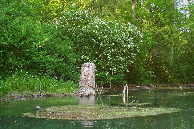 100_1597.JPG - Frühling im Naturschutzgebiet Taubergießen beim Europa-Park Rust