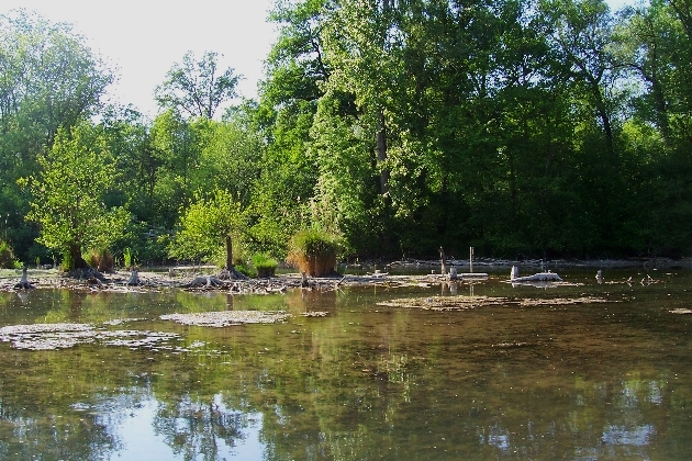 100_1599.JPG - Frühling im Naturschutzgebiet Taubergießen beim Europa-Park Rust