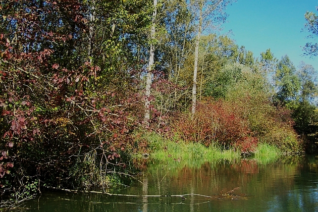 100_1288_s.jpg - Herbst im Naturschutzgebiet Taubergießen beim Europa-Park Rust