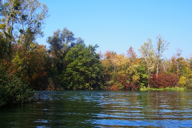 100_1315.JPG - Herbst im Naturschutzgebiet Taubergießen beim Europa-Park Rust