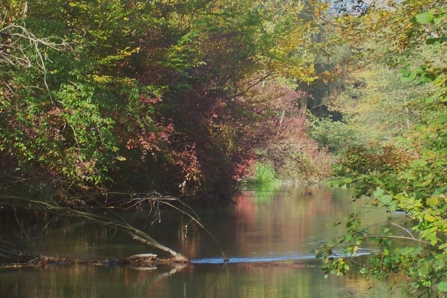 100_1324.JPG - Herbst im Naturschutzgebiet Taubergießen beim Europa-Park Rust