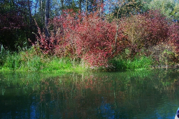 100_1327.JPG - Herbst im Naturschutzgebiet Taubergießen beim Europa-Park Rust