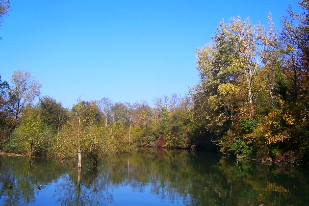 100_1330.JPG - Herbst im Naturschutzgebiet Taubergießen beim Europa-Park Rust