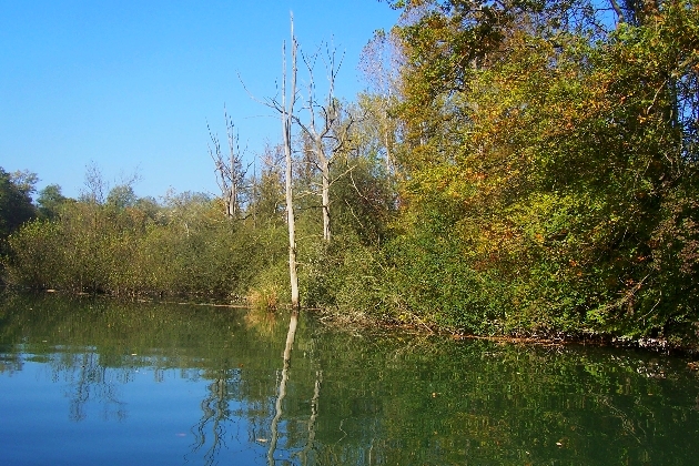 100_1331.JPG - Herbst im Naturschutzgebiet Taubergießen beim Europa-Park Rust