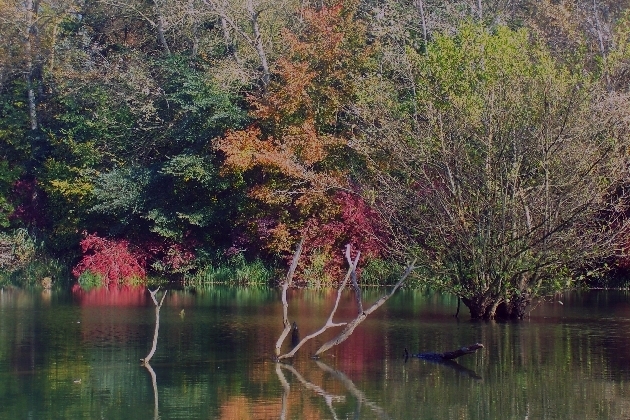 100_1335.JPG - Herbst im Naturschutzgebiet Taubergießen beim Europa-Park Rust