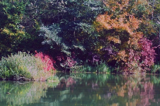 100_1336.JPG - Herbst im Naturschutzgebiet Taubergießen beim Europa-Park Rust