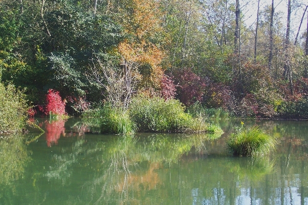 100_1337.JPG - Herbst im Naturschutzgebiet Taubergießen beim Europa-Park Rust