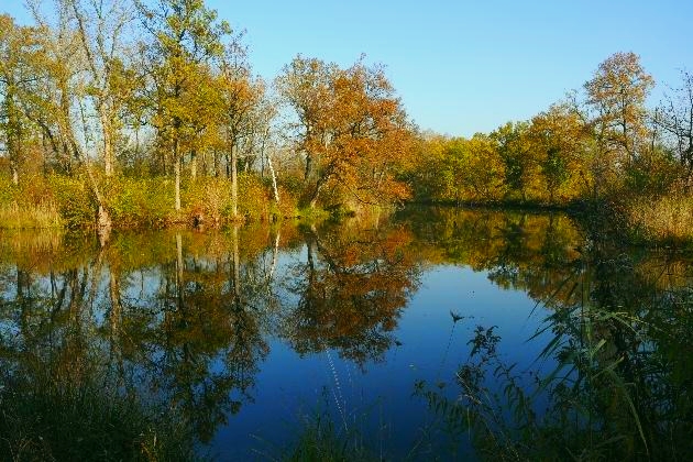 DSC_6812.JPG - Herbst im Naturschutzgebiet Taubergießen beim Europa-Park Rust