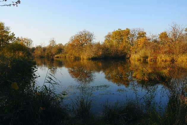 DSC_6813.JPG - Herbst im Naturschutzgebiet Taubergießen beim Europa-Park Rust