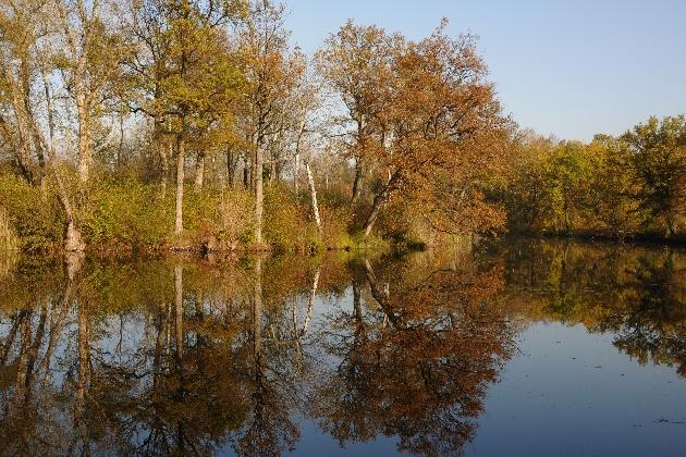 DSC_6819.JPG - Herbst im Naturschutzgebiet Taubergießen beim Europa-Park Rust