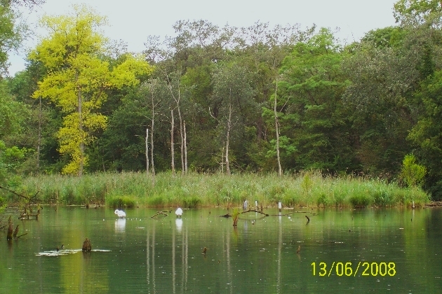 100_2147.JPG - Sommer im Naturschutzgebiet Taubergießen beim Europa-Park Rust