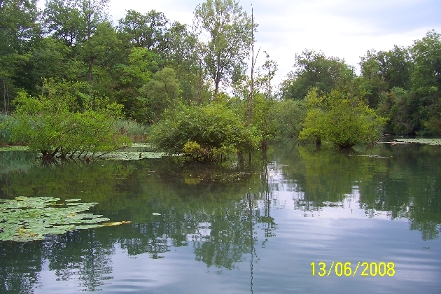 100_2149.JPG - Sommer im Naturschutzgebiet Taubergießen beim Europa-Park Rust