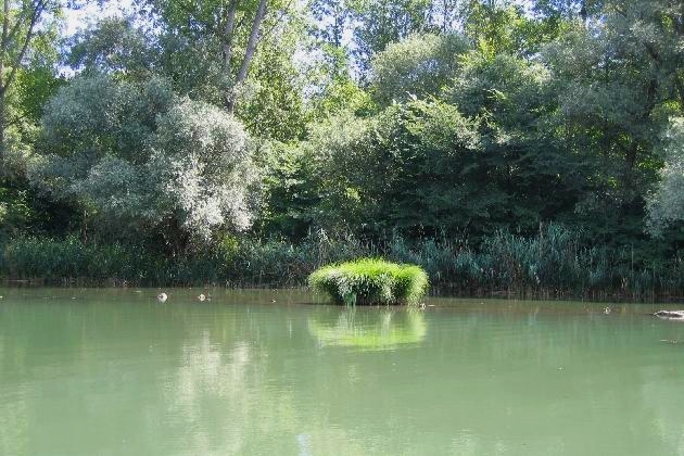 IMG_3846.JPG - Sommer im Naturschutzgebiet Taubergießen beim Europa-Park Rust