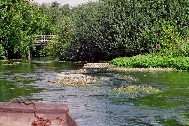 imm026_24A.jpg - Sommer im Naturschutzgebiet Taubergießen beim Europa-Park Rust