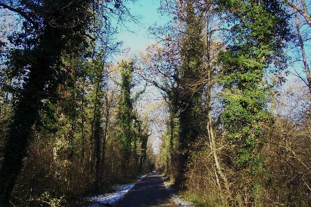 100_0249.jpg - Winter im Naturschutzgebiet Taubergießen beim Europa-Park Rust