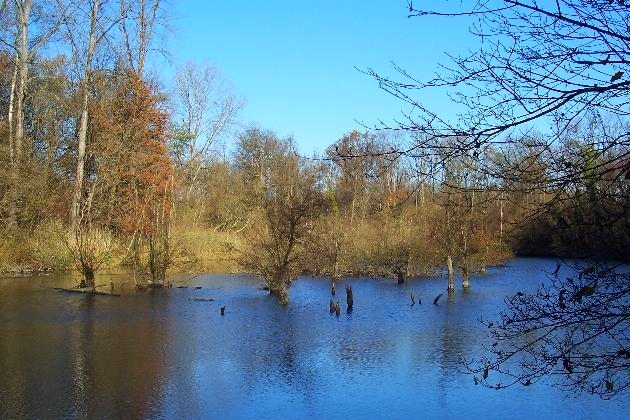 100_0264.jpg - Winter im Naturschutzgebiet Taubergießen beim Europa-Park Rust