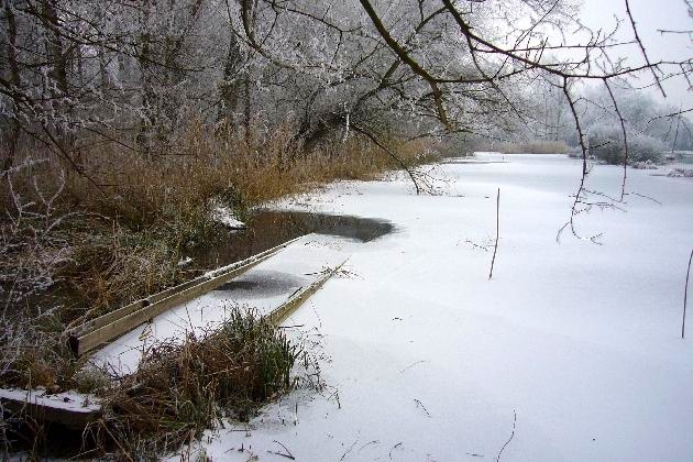P1040291.JPG - Winter im Naturschutzgebiet Taubergießen beim Europa-Park Rust
